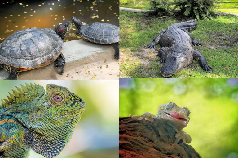 CLASIFICACIÓN DE LOS REPTILES » Un Grupo Muy Bien Adaptado