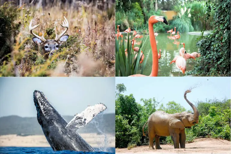 Clasificación De Los Animales Terrestres » Características, Alimentación, Hábitat, Reproducción