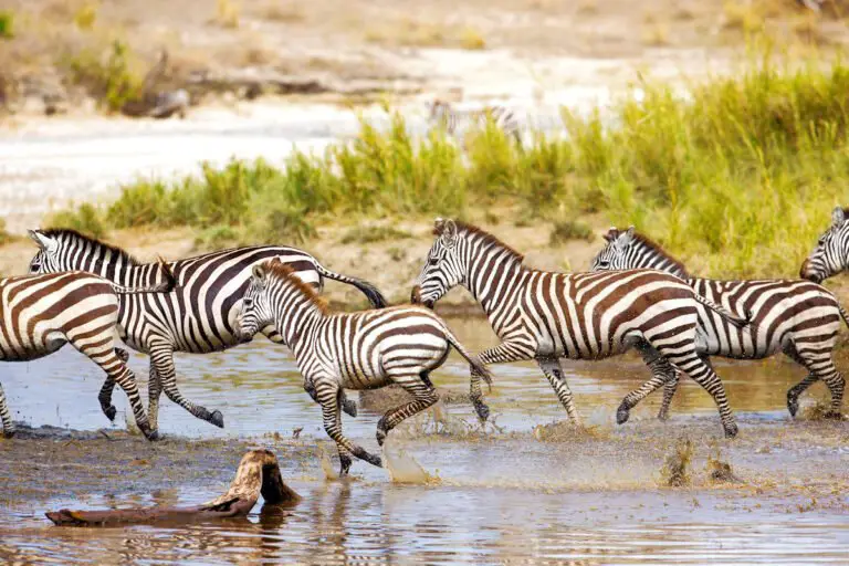 Clasificación De Los Animales Terrestres » Características ...