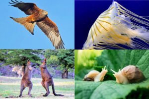 Diferencia entre animales Vertebrados e Invertebrados
