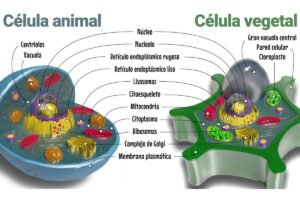 Diferencias entre Célula Animal y Célula Vegetal