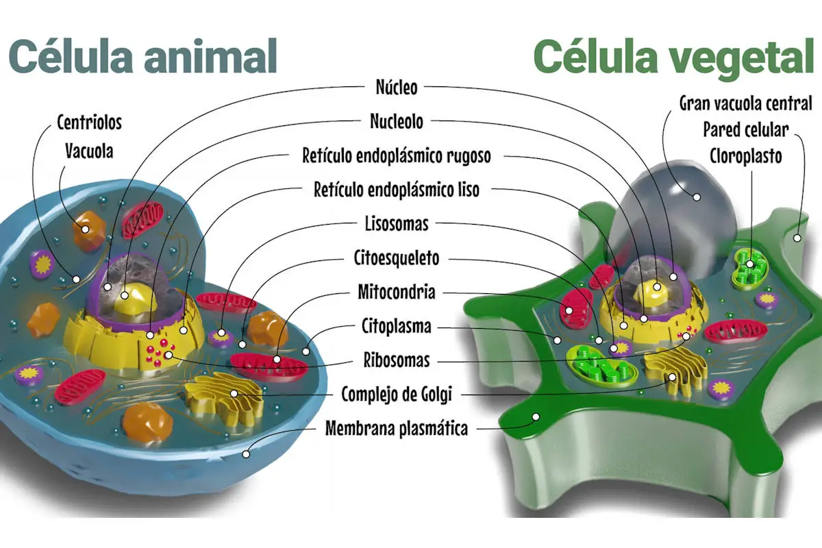▷ Diferencia Entre Una Célula Animal Y Una Célula Vegetal »  Características, Alimentación, Hábitat, Reproducción, Depredadores