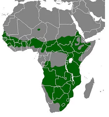 Área Geográfica de la Gallina de Guinea
