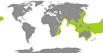 Área Geográfica de la Serpiente Marina