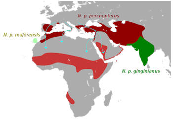 Área geográfica del Alimoche