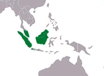 Área Geográfica del gavial Malayo