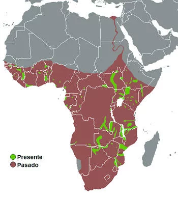 Área Geográfica del Hipopótamo