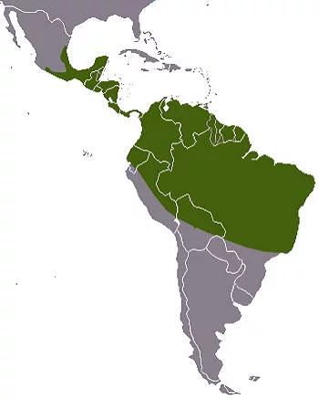 Área Geográfica del Kinkajú