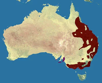 Área Geográfica del Koala