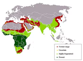 Área Geográfica del Leopardo