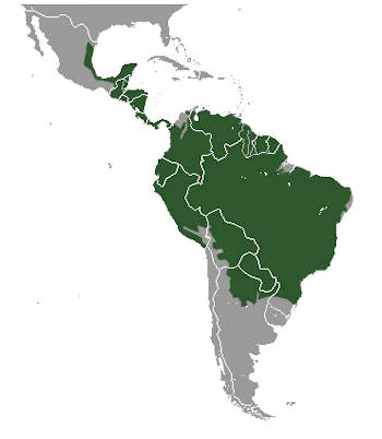 Área Geográfica del Ocelote