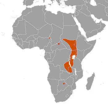 Área Geográfica del Picozapato