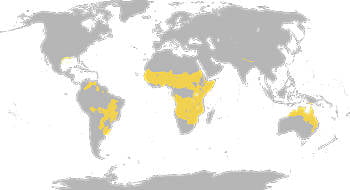 Área Geográfica del Rinoceronte negro Occidental