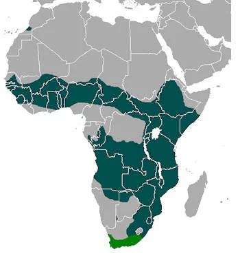 Área Geográfica del Serval