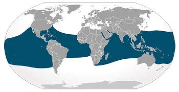 Área Geográfica del Tiburón Ballena