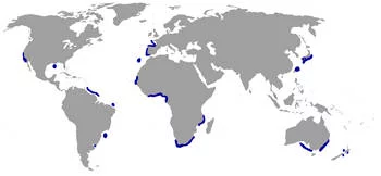 Área Geográfica del Tiburón Duende