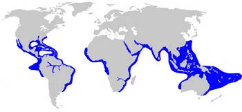 Área Geográfica del Tiburón Toro