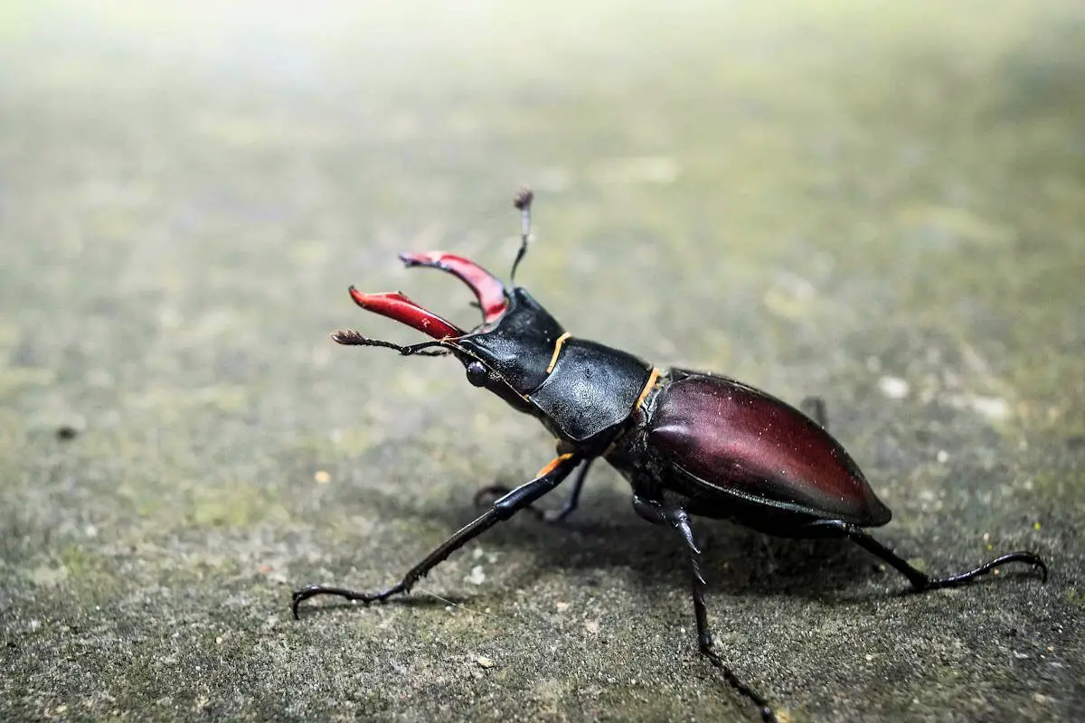 animales invertebrados-escarabajo Escarabajo