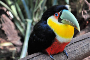 Fauna del Bosque Tropical