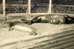 Foca Monja del Caribe