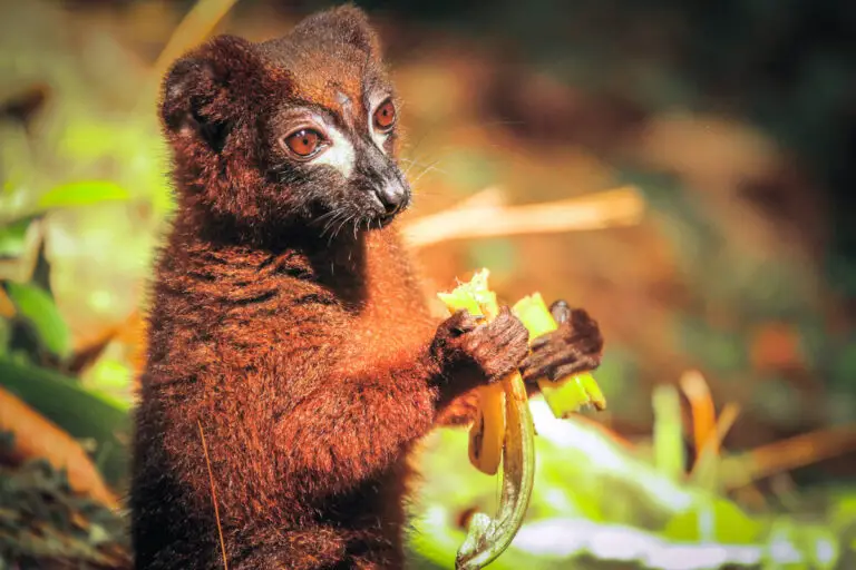 ANIMALES EXÓTICOS » Significado, Características, Clasificación Y Ejemplos ANIMALES EXÓTICOS » Significado, Características, Clasificación Y Ejemplos