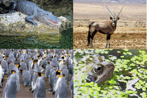 Hábitat de los Animales Vertebrados