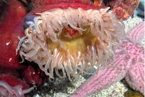 Hábitat de los Invertebrados