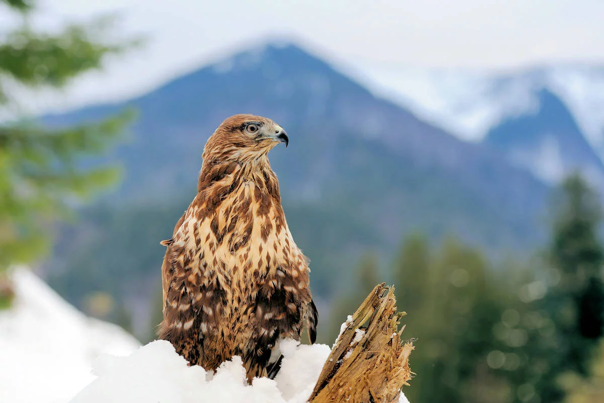 Halcón-Aves