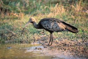 Ibis Gigante