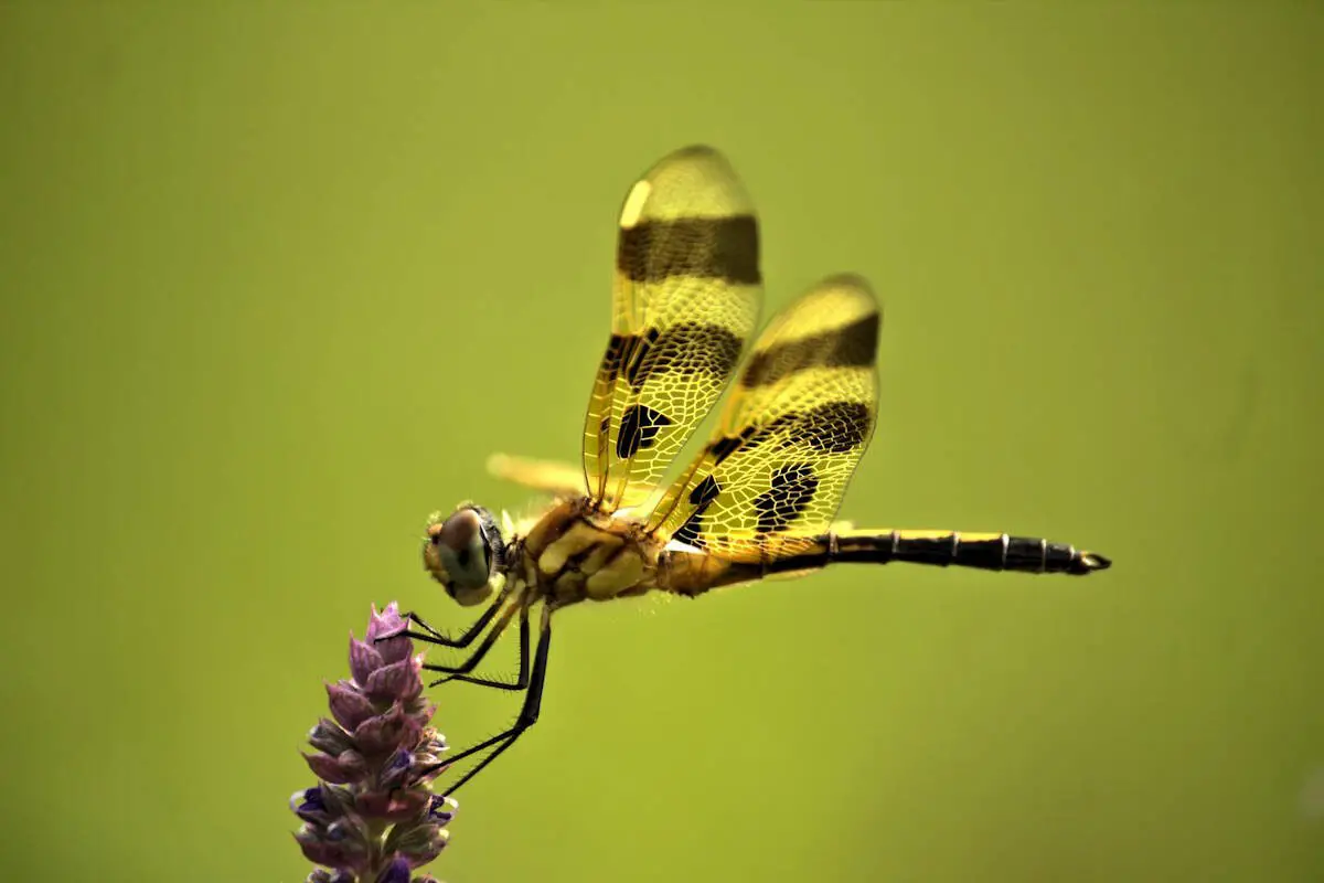 Libélula