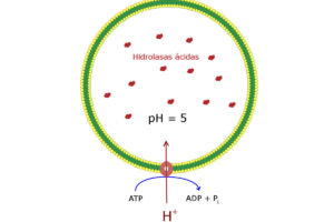 Lisosoma