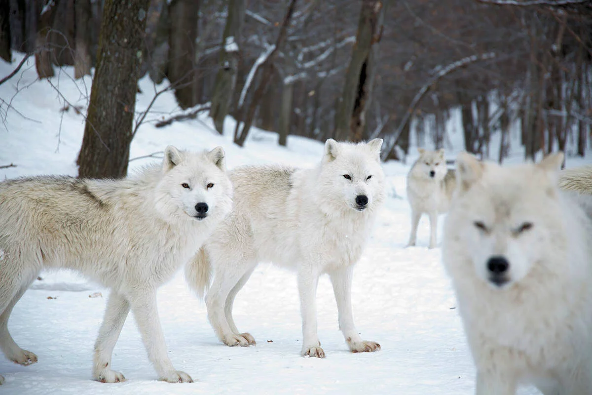 Lobo-Animales Salvajes