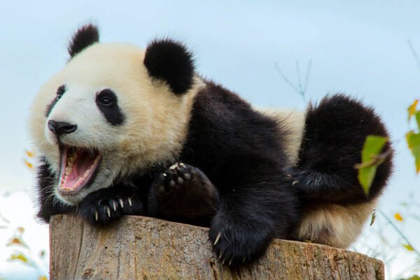 Animales en Peligro de Extinción