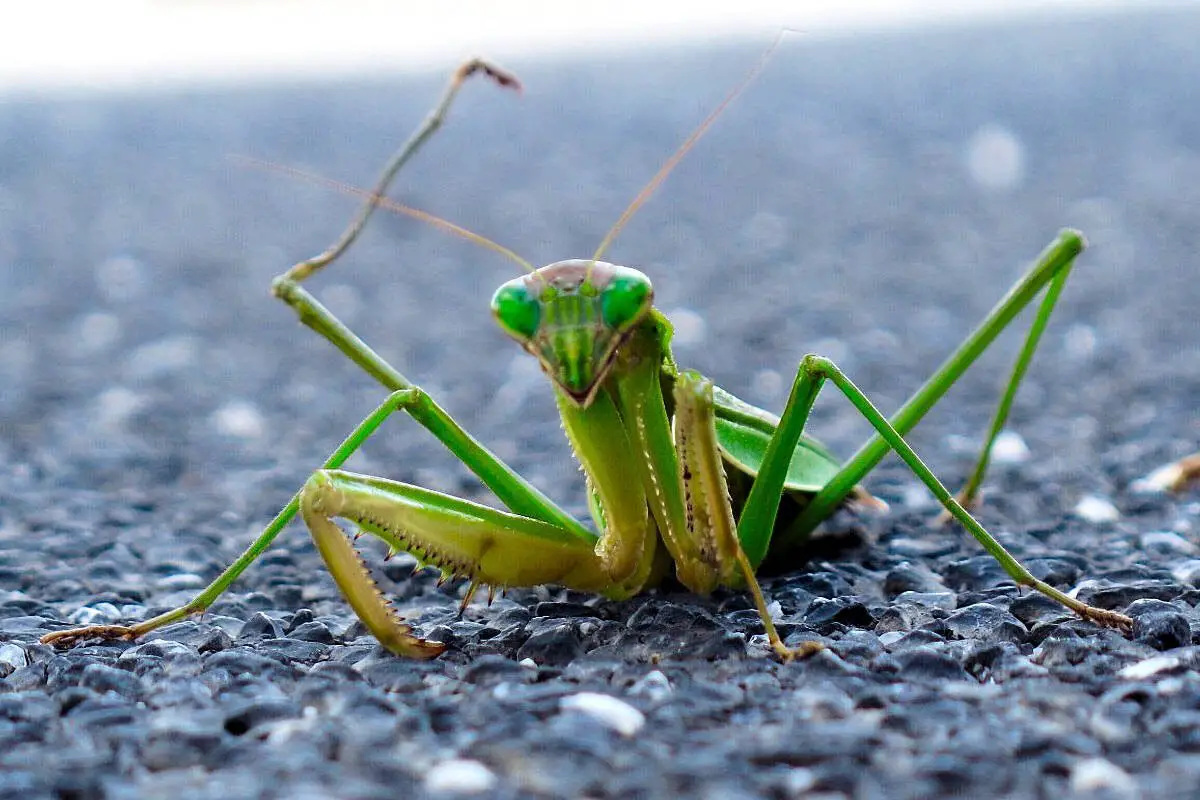 Mantis Religiosa