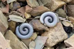 Miriápodos