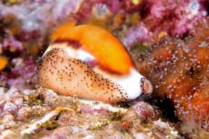Moluscos Marinos