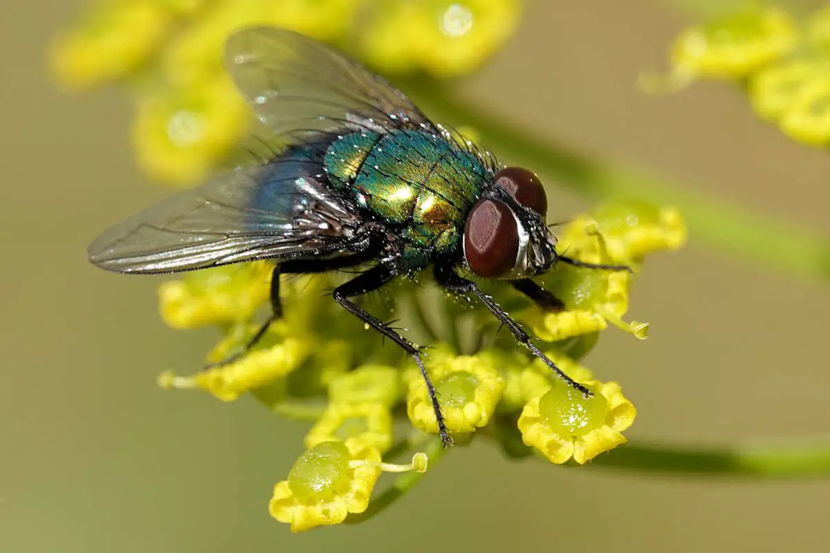 Mosca