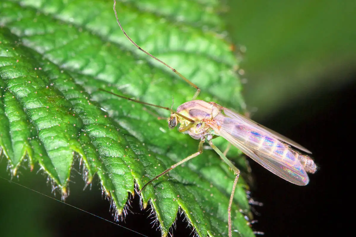 Mosquito