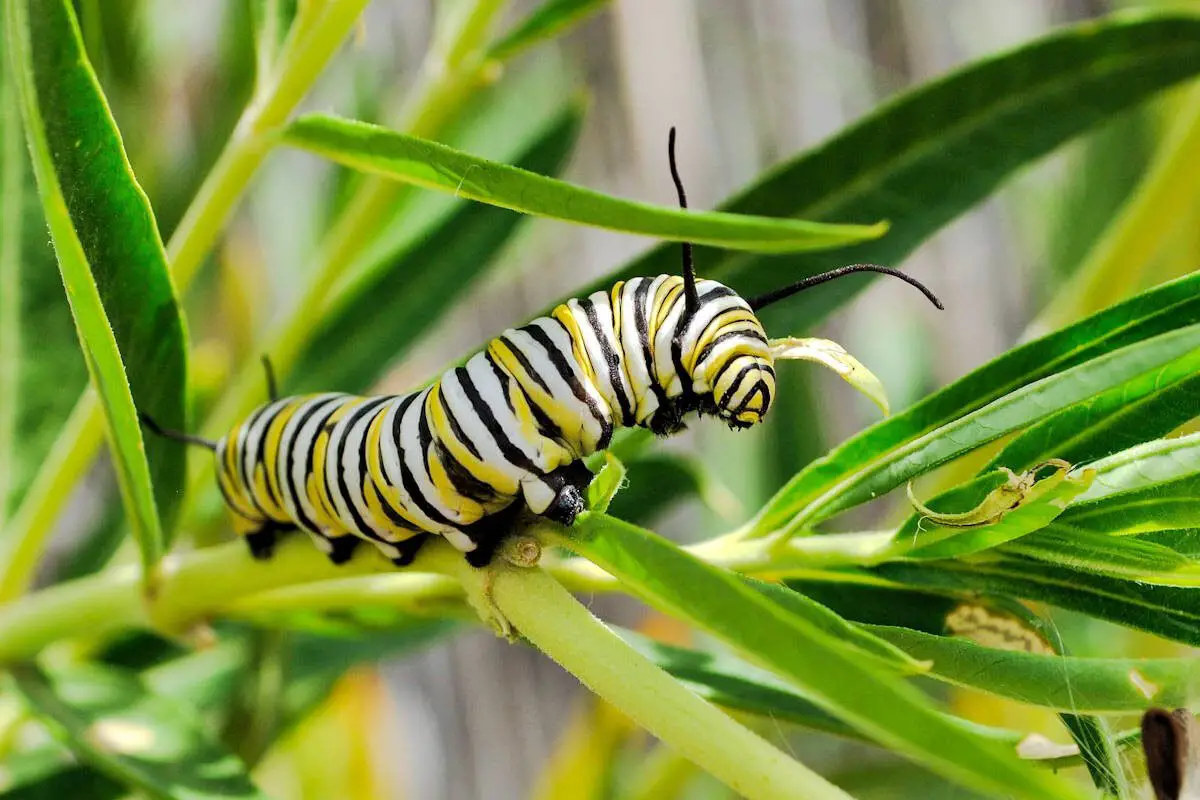 Oruga