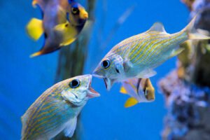 Peces Domésticos