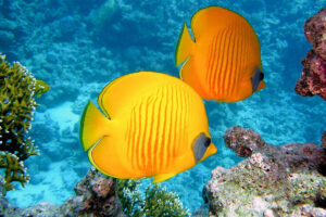 Peces Exóticos