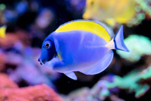 Peces Herbívoros