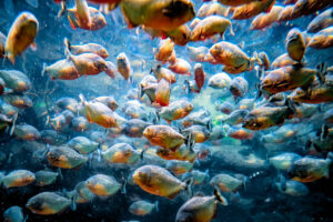 Peces de la Selva
