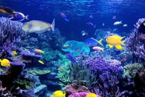 Peces omnívoros