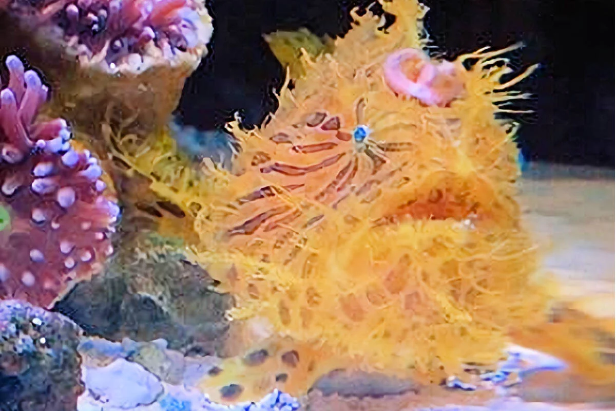 Pez Sapo Peludo
