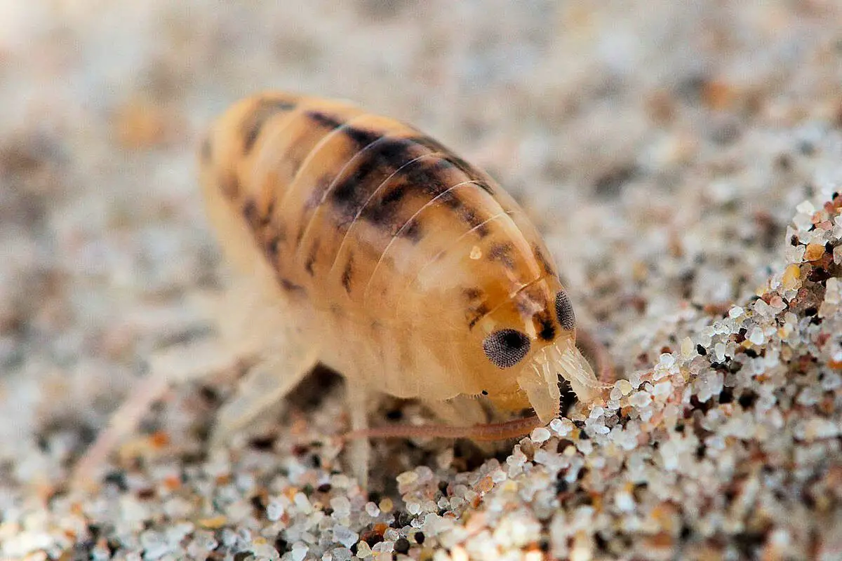 Pulga
