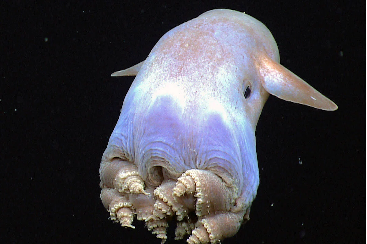 Pulpo Dumbo