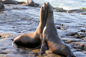 Reproducción de Animales Vertebrados