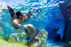 Reproducción de los Animales Marinos