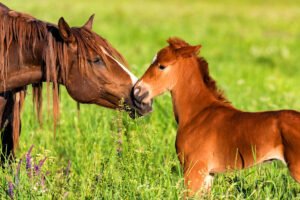 Reproducción y Gestación de los Animales Vivíparos